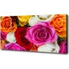 Foto obraz na plátne do obývačky Farebné ruže 100x50 cm