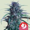 Royal Queen Seeds x Tyson Banana Brawler semena neobsahují THC 10 ks