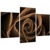 Detail ruže - obraz (Obraz 90x60cm)