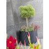 Prosperplast Kvetináč s vkladom MILLY DBML350 antracit 34,9cm