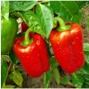 Paprika Bendigo F1 - Capsicum annuum - semená - 5 ks