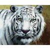 zuty Zuty - Maľovanie Podľa Čísel - Biely Tiger Pohľad Portrét (D. Rusty Rust), 80X100 Cm, Plátno (8596530187820)