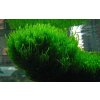 Akvazahrada Flame moss (Taxiphyllum sp.) Rastliny: /IN-VITRO-Tropica/