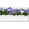 Foto obraz sklo tvrzené modré kvety 100x50 cm