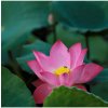 Lotos indický ružový - Nelumbo nucifera - semená lotosu - 2 ks