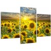 Obraz slnečníc (Obraz 90x60cm)