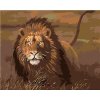 Maľovanie podľa čísel – Lev v savane, 100 × 80 cm, napnuté plátno na rám 8596530021636