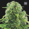 Bulk Seed Bank - Auto Northern Light 10 ks - Semená neobsahujú THC