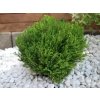 Tuja západná Teddy cca 20cm - Thuja occidentalis, kont. 2 l