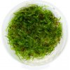 Vesicularia montagnei (vianočný mach)
