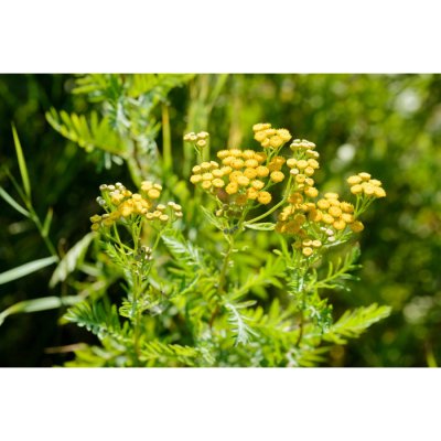 Vratič obyčajný - Tanacetum vulgare - predaj semien - 300 ks