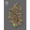 The Bulldog Seeds TB Purple CBD Auto, 3 a 5 ks 5 ks