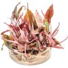 Kryptokorýna Cryptocoryne spec.´Flamingo´ In-Vitro