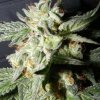 The Kush Brothers Seeds - Confidential Medicine 5 ks - Semená neobsahujú THC
