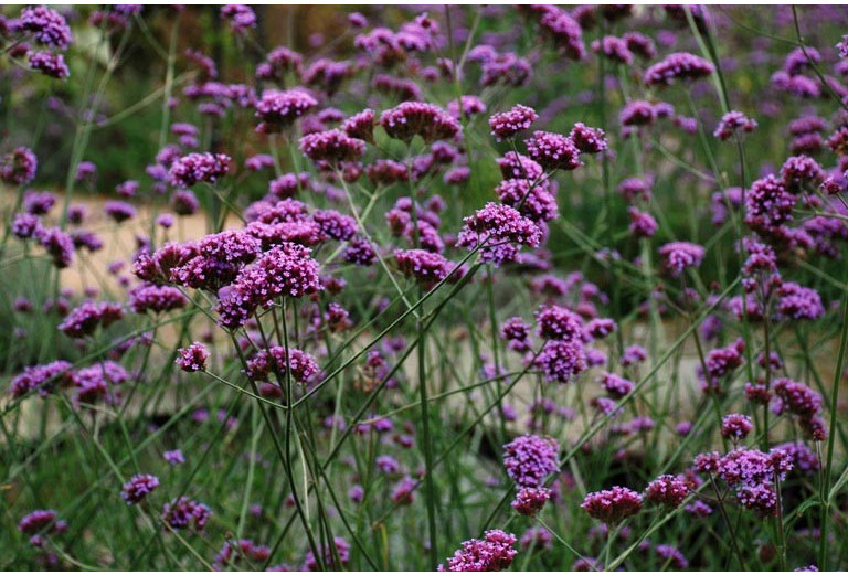 Železník argentínsky - Verbena bonariensis - semiačka - 200 ks