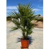 Chamaerops humilis 15 l v celkovej výške 80-100 cm