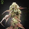 Green House Seed - West Coast OG x Gelato Auto 41 10 ks - Semená neobsahujú THC.