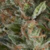 Pyramid Seeds Auto Wembley semena neobsahuji THC 50 ks