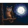 ZUTY Maľovanie podľa čísel SOVA A SVIT MESIACA Rámovanie vypnuté plátno na rám Rozmer 80 x 100 cm