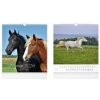 Horses 2026 - nástěnný kalendář - autor neuvedený