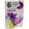 Admit Crocus čajové vonné sviečky 6ks