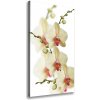 Vertikálny foto obraz na plátne do obývačky Orchidea 50x100 cm