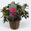 Rhododendron Pintal 30cm