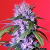 Bomb Seeds - Berry Bomb 10 ks - Semienka neobsahujú THC
