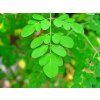 Moringa olejodárna - Moringa oleifera - semiačka - 4 ks