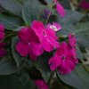 Netýkavka Accent fialová F1 - Impatiens walleriana - semená - 12 ks