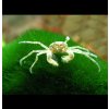 Mikro Krab 10 ks - Limnopilos naiyanetri