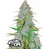 Fast Buds Cannabis Seeds Californian Snow Auto 3 ks