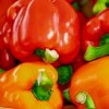 Paprika Baby Bell červená - Capsicum annuum - semienka - 8 ks