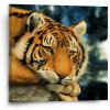 Sablio Obraz tiger - 50x50 cm