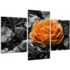Oranžový kvet na čiernobielom pozadí - obraz (Obraz 90x60cm)