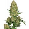 Sensi Seeds Cannabis Seeds Skunk #1 Automatic® Feminized, 3-10 ks 10 ks