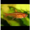 Tetra ohnivá - Hyphessobrycon amandae