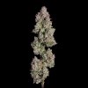 Happy Valley Genetics - Oh My Thai Auto 6 ks - Semená neobsahujú THC