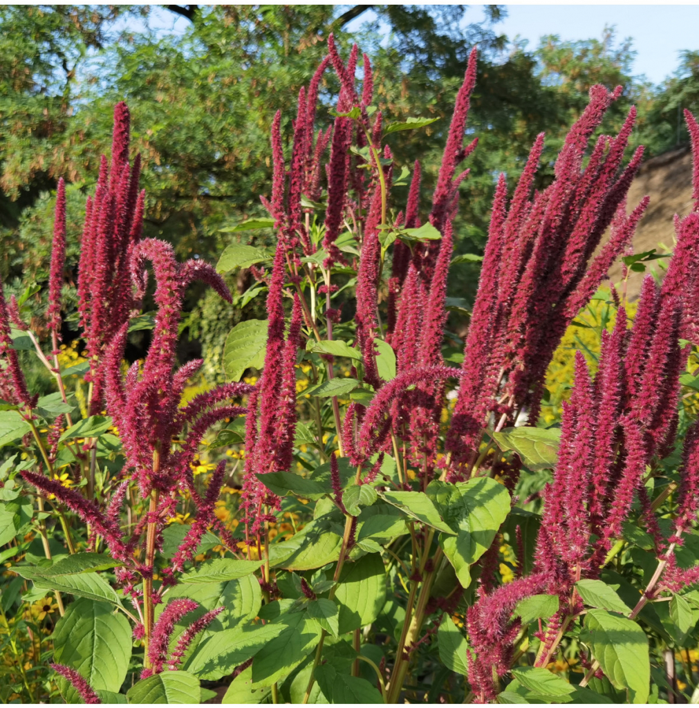 Láskavec krvavý - Amaranthus cruentus - predaj osiva - 270 ks