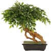 Bonsai Ficus deluxe v kvetináči, 58cm