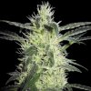 Sensi Seeds - Silver Haze 5 ks - Semená neobsahujú THC