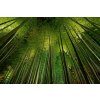 DIMEX | Vliesové fototapety na stenu Bambus MS-5-1865 | 375 x 250 cm | zelená, čierna, hnedá + Vliesová fototapeta na stenu DIMEX Bambus MS51865 v rozmere 375 x 250 cm