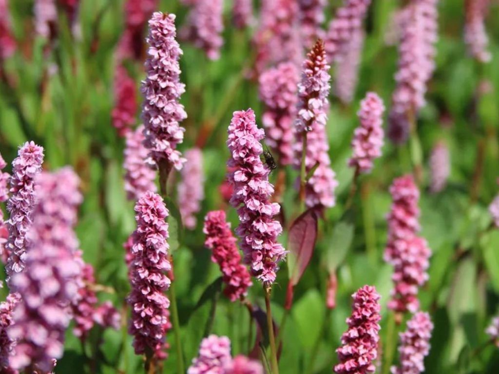 Persicaria affinis Donald Lowndes - Horčiak, kont. 0,5 l