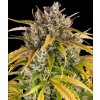 Dutch Passion Auto Glueberry O.G. 0% THC Balenie: 10 ks