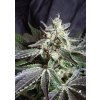 Sweet Seeds Black Jack – feminizovaná semínka 3 ks Sweet Seeds neobsahuje THC 3 semena