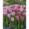 Tulipán 'Purple Circus' 5 ks Velikost: 12+
