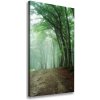 Vertikálny foto obraz canvas Hmla v lese 50x100 cm