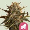 Royal Queen Seeds Semená kanabisu Matka Gorila (predtým Royal Madre) Feminizované 3 ks