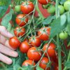Paradajka kríčková balkónová Vilma - Solanum lycopersicum - semená - 21 ks