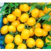 Paradajky Koktailová paradajka Citrinek Strapcová semená 0,1 g